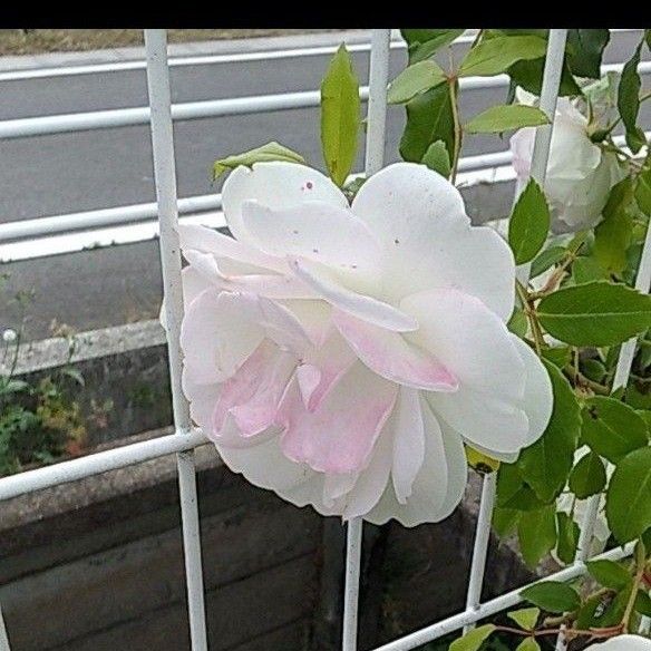 アイスバーグ　透明感のある薔薇　 蕾あり   2ポット苗