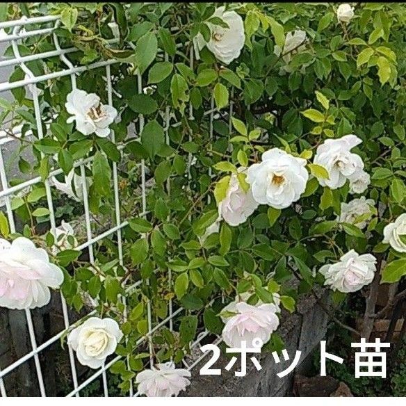 アイスバーグ　透明感のある薔薇　 蕾あり   2ポット苗