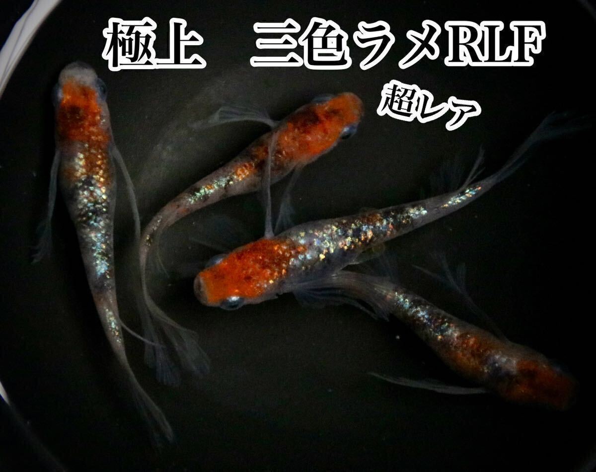 超希少！三色ラメRLFめだかの有精卵15個+@(三色体外光、三色ラメ、花魁、紅玉、LU-04好きにオススメ)_画像1