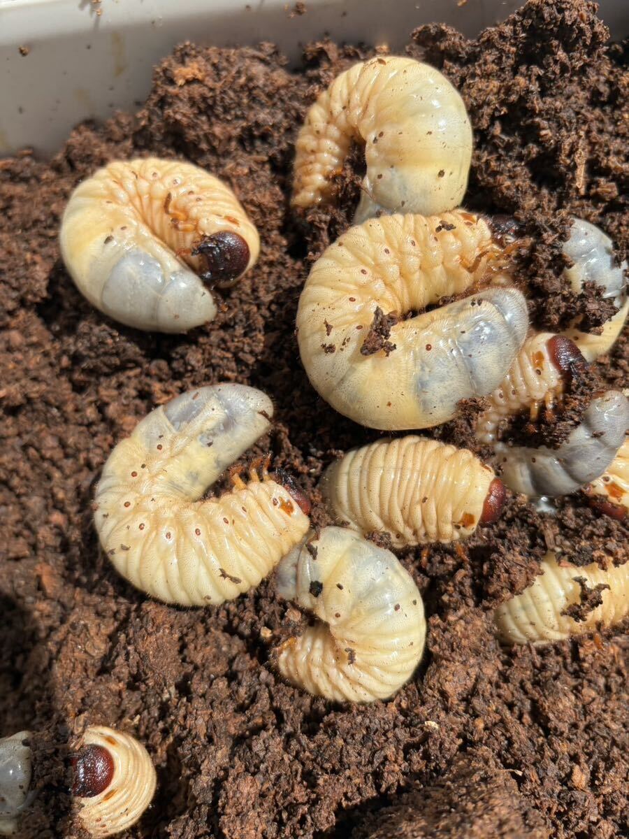 【送料無料】国産　カブトムシ　幼虫 20匹セット_画像3