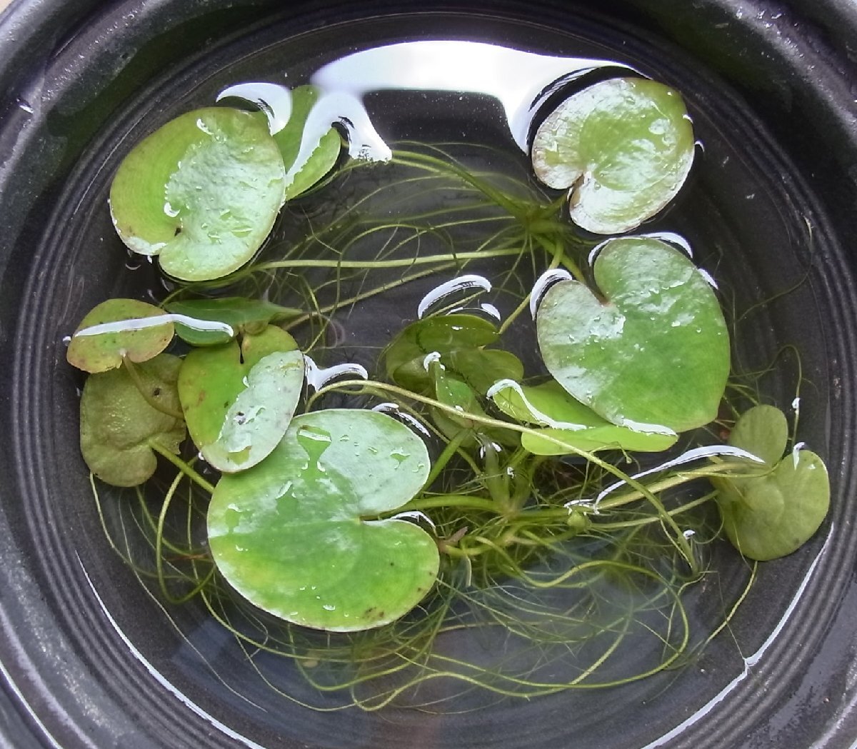 * оценка 300 благодарность специальный проект *[ бесплатная доставка ]tochikagami3 АО наружный культивирование отходит . отходит лист растения японский редкий водное растения биотоп me Dakar. производство яйцо пол .