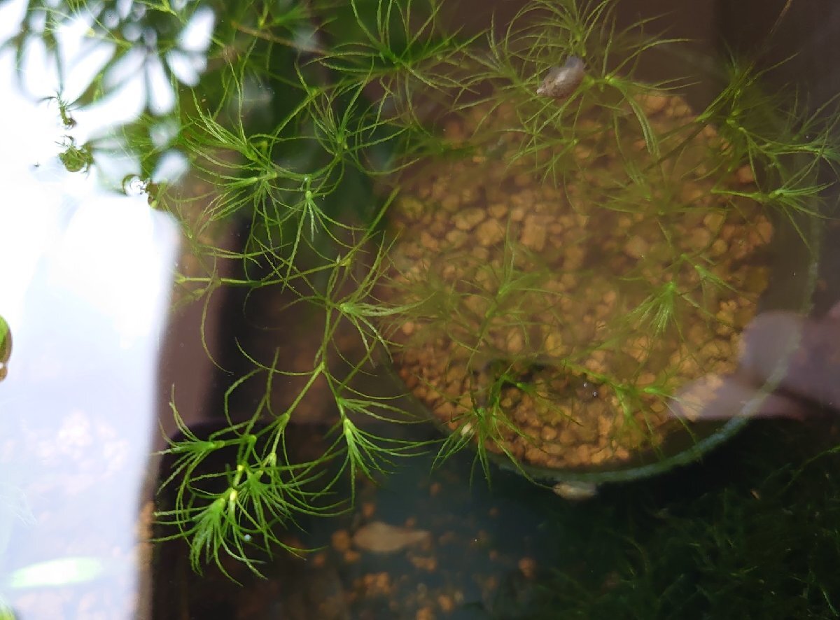 [ postage exhibitior charge ]msasimo5 stock japanese rare aquatic plant indoor cultivation underwater leaf 