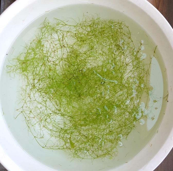 [ postage exhibitior charge ]msasimo5 stock japanese rare aquatic plant indoor cultivation underwater leaf 