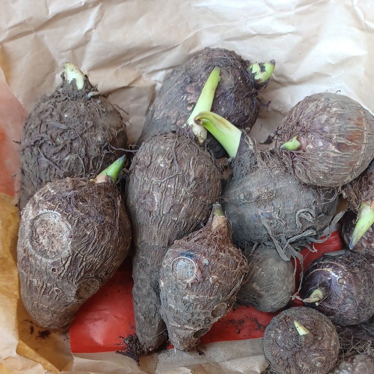 無農薬　種芋　里芋　家庭菜園　約900g強　サトイモ