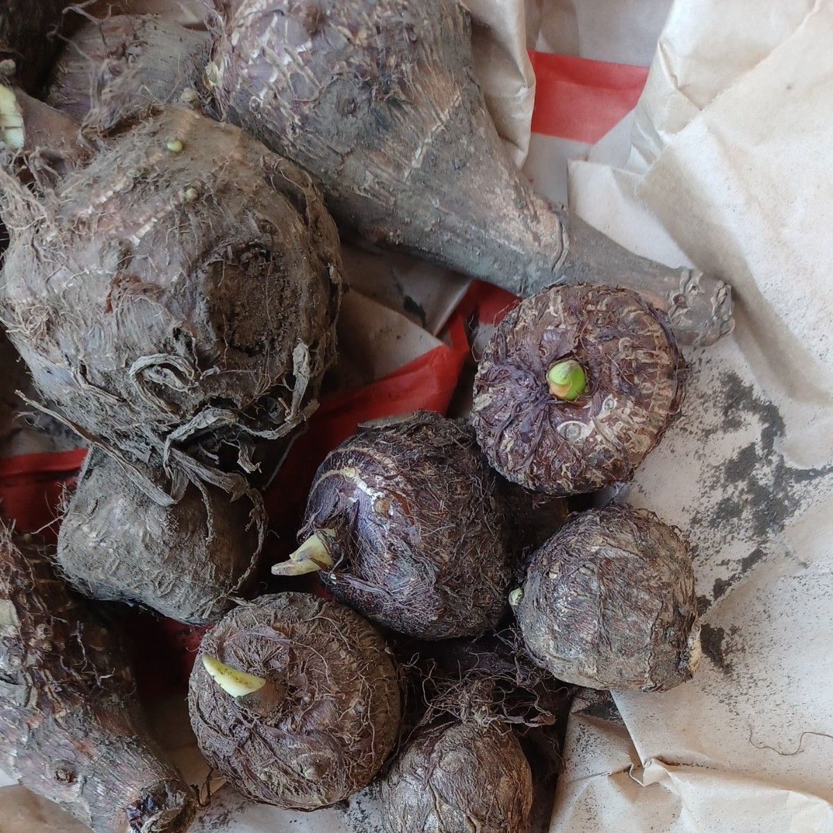 無農薬　種芋　里芋　家庭菜園　約900g強　サトイモ