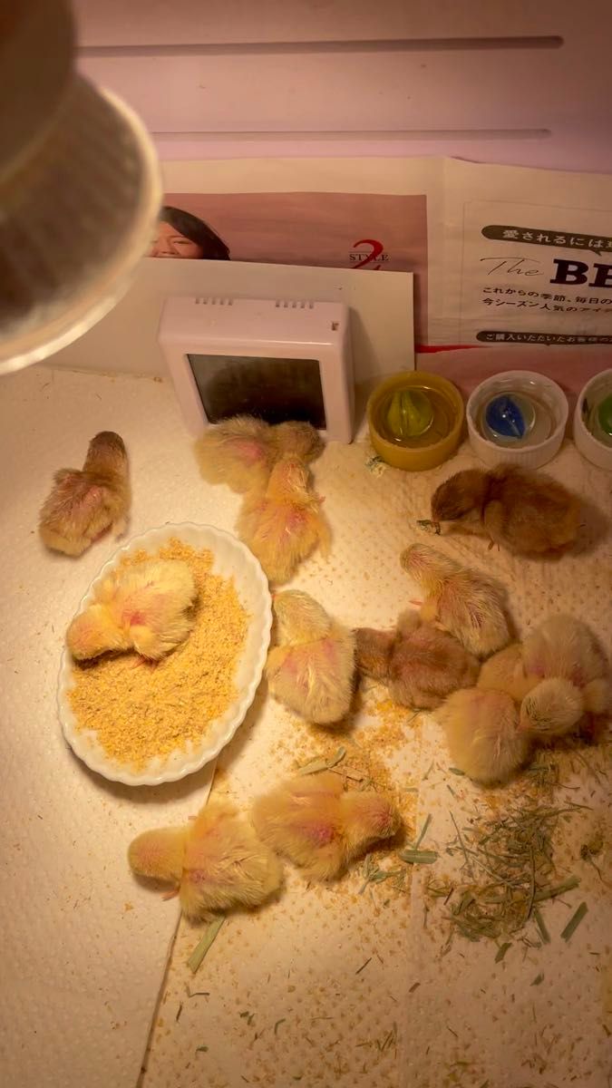 ☆クーポン消化に☆可愛いカラー姫ウズラの有精卵(食用割れ補償込みで7個)孵化可能な有精卵です♪♪