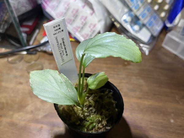 [NMPV] Homalomena sp. West Java ホマロメナ 原種 熱帯植物の画像1