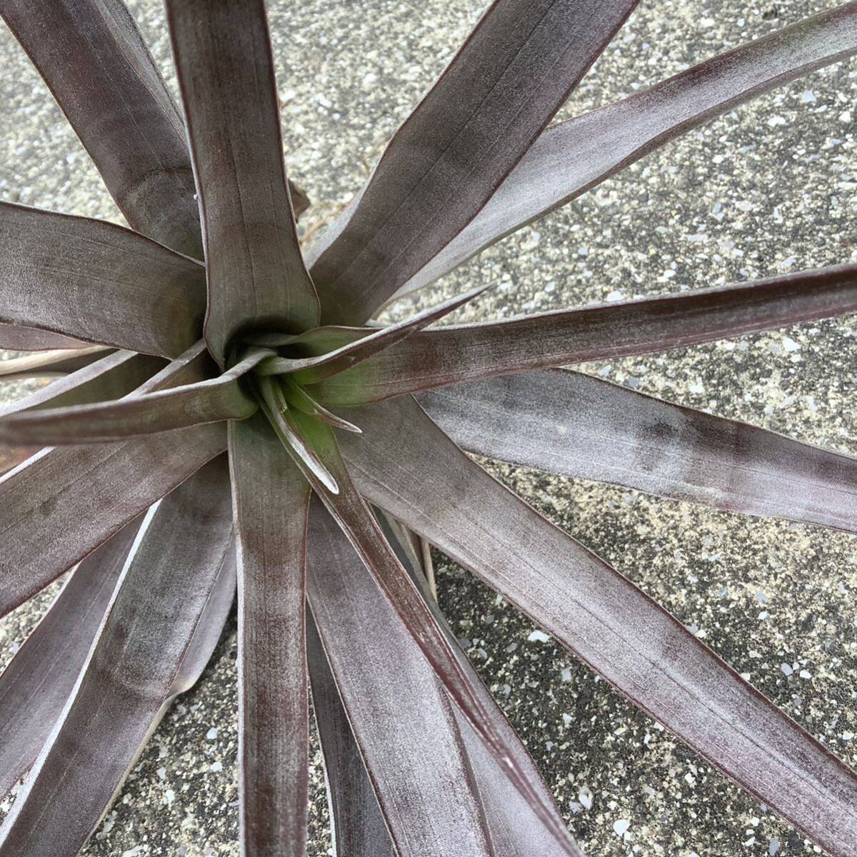 Tillandsia capitata purpleti Ran ji красный pita-ta лиловый chi Ran jia