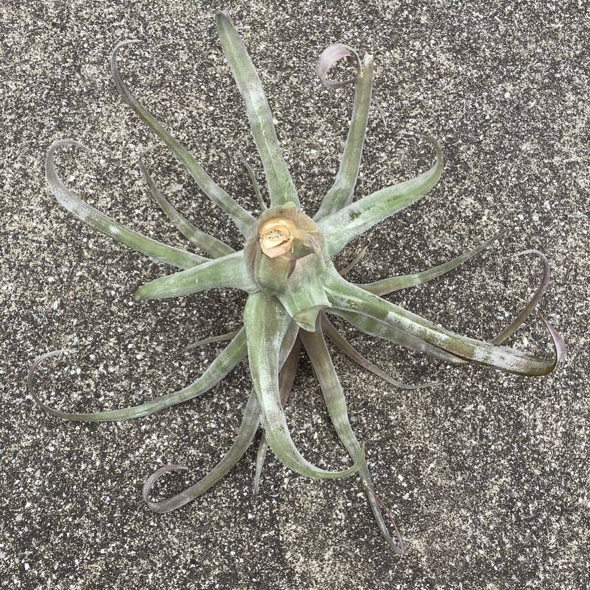 TILLANDSIA STREPTOPHYLLA `GIANT FORM` ティランジア ストレプトフィラ ジャイアントフォーム チランジア_画像4