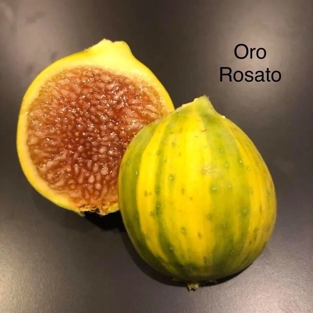 ichi ось Oro Rosato один горшок ограничение .. дерево рассада 