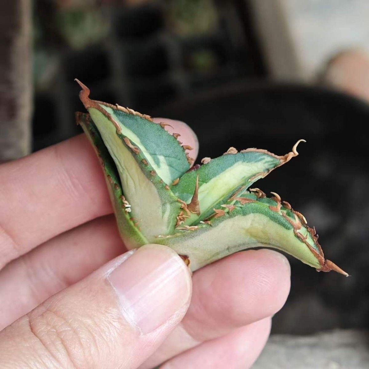 【BM68】多肉植物 アガベ チタノタ ハデス 超レア種優良血統 狂刺子株