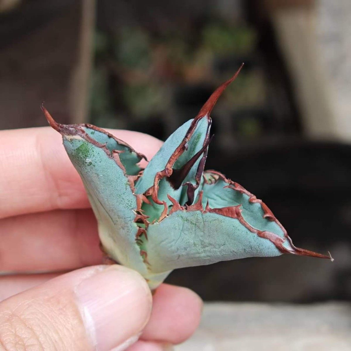 BM61】多肉植物 高級品種 アガベ チタノタ 黒鯨 極上子株|Yahoo BM61】多肉植物 高級品種 アガベ チタノタ 黒鯨 極上子株|Yahoo