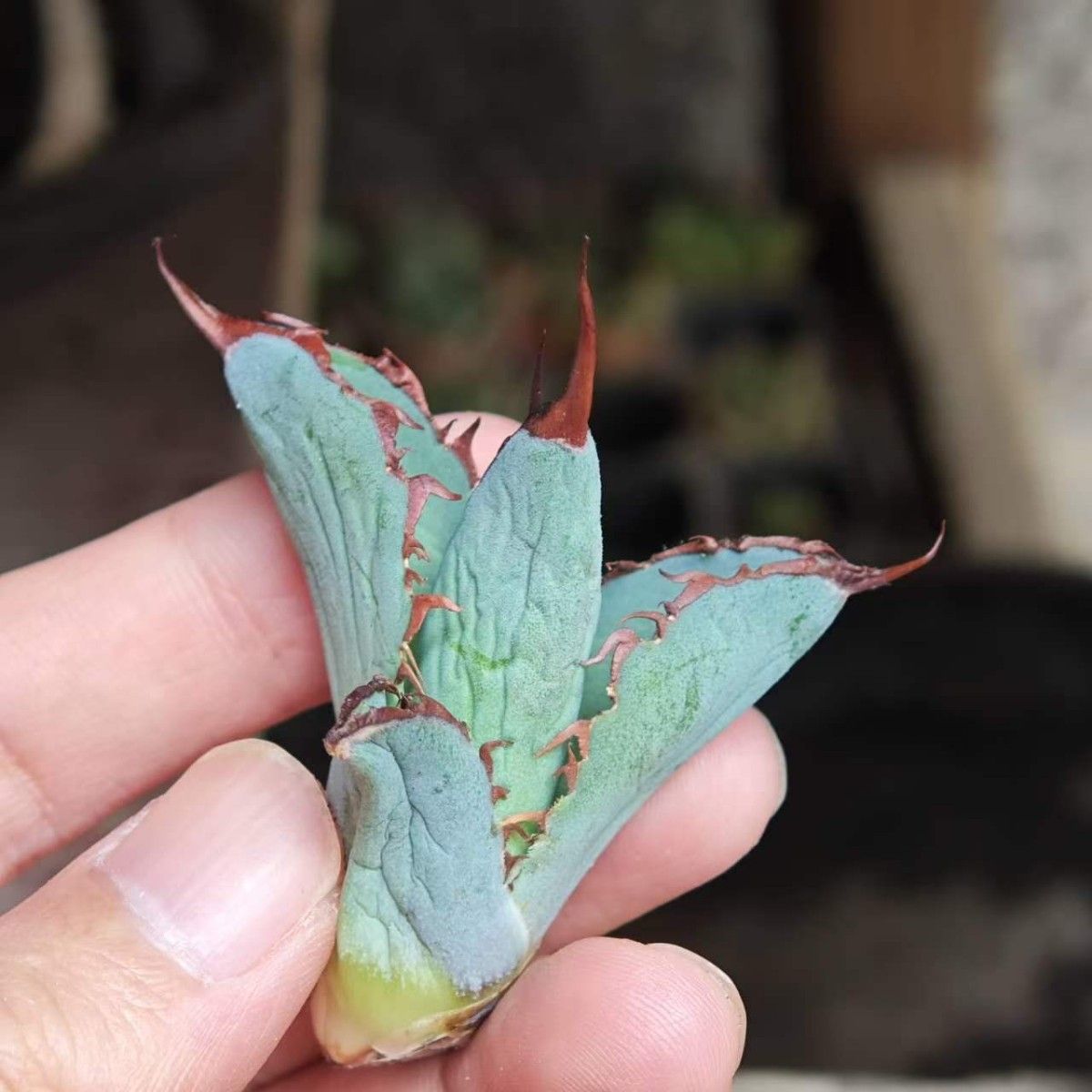 BM61】多肉植物 高級品種 アガベ チタノタ 黒鯨 極上子株|Yahoo BM61】多肉植物 高級品種 アガベ チタノタ 黒鯨 極上子株|Yahoo