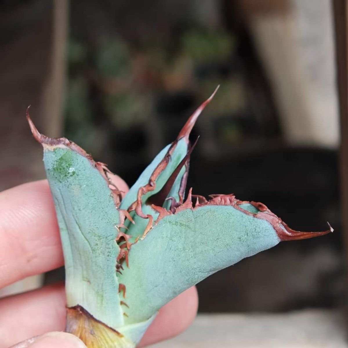 BM61】多肉植物 高級品種 アガベ チタノタ 黒鯨 極上子株|Yahoo BM61】多肉植物 高級品種 アガベ チタノタ 黒鯨 極上子株|Yahoo
