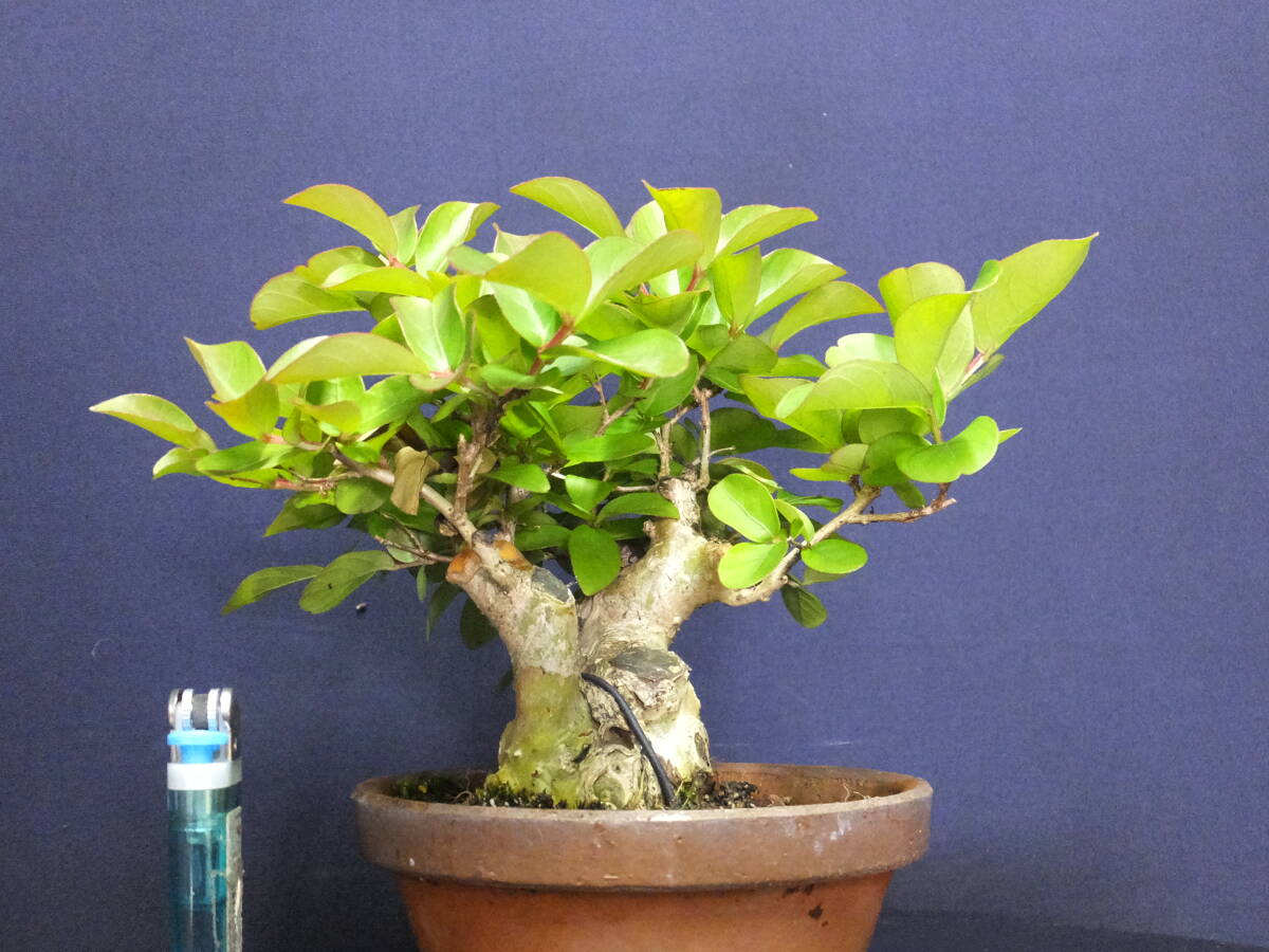 ***. legume bonsai >. flower lagerstroemia indica very thick .> shohin bonsai * old ...*** height of tree 14cm bonsai . 100 day . lagerstroemia indica shohin bonsai flower thing bonsai 