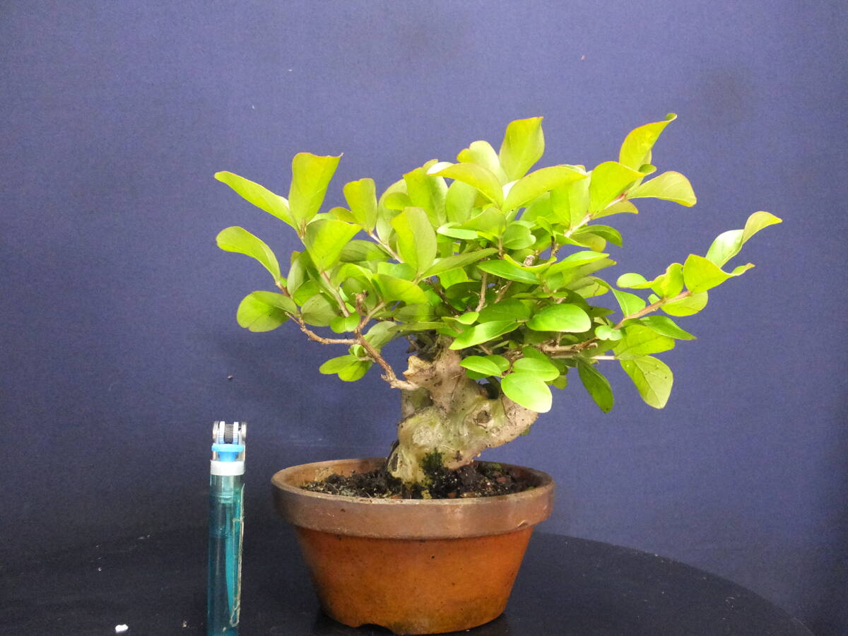 ***. legume bonsai >. flower lagerstroemia indica very thick .> shohin bonsai * old ...*** height of tree 14cm bonsai . 100 day . lagerstroemia indica shohin bonsai flower thing bonsai 