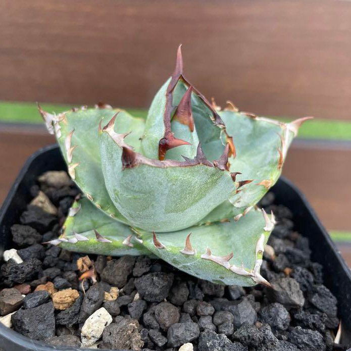 500粒程度 アガベ チタノタ ドワーフ 種子 Agave titanota dwarf 実生_画像1