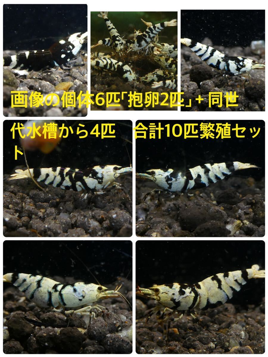 ROYAL Tiger Be на фото 6 шт [. яйцо 2]+ такой же поколение аквариум из 4 шт всего 10 шт размножение комплект Black Tiger Be отправка день 5 месяц 5 день ограничение 