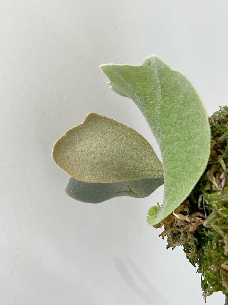 P. Willinckii cv Yellow Moon Spore / staghorn fern /wi Lynn key cv yellow moon .. breeding seedling 