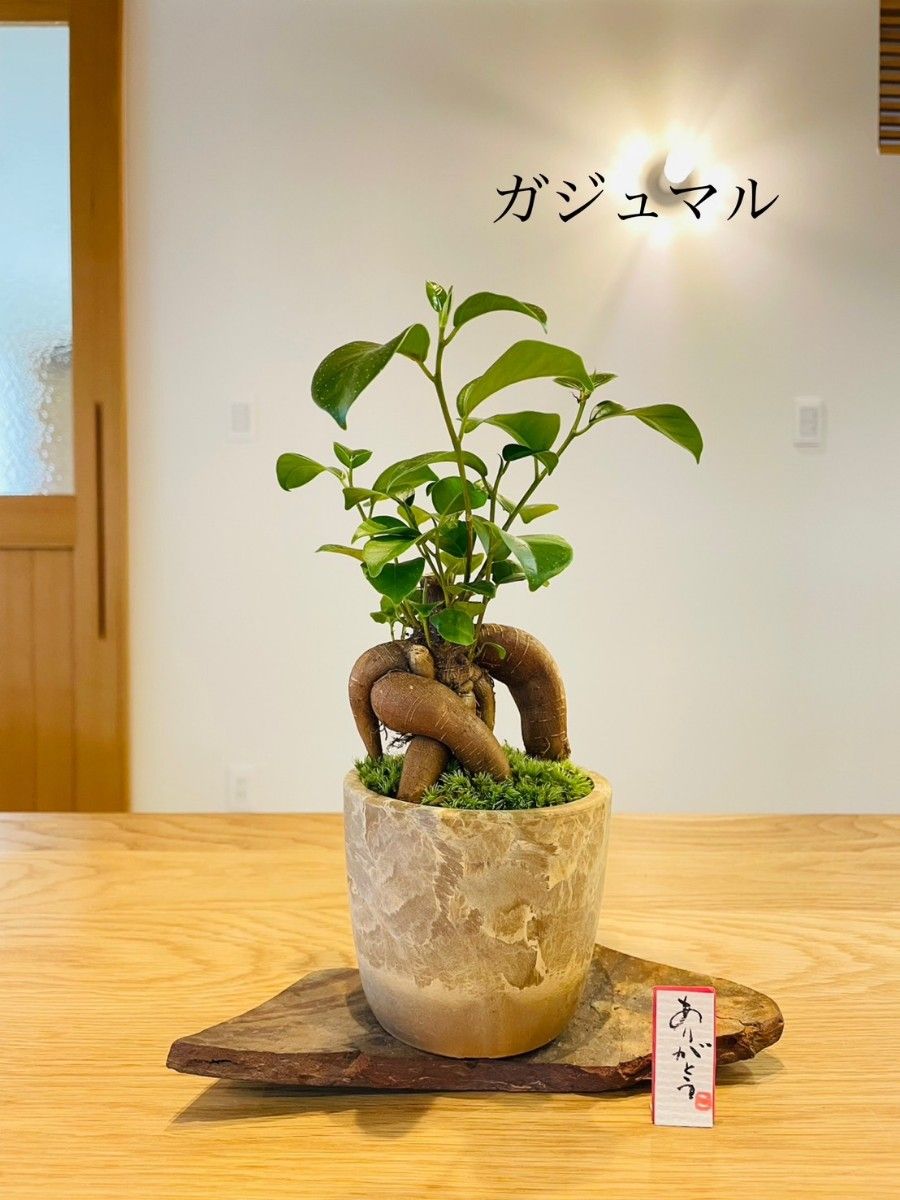 ガジュマルの苔盆栽　幸福の樹　フィカス　ホソバオキナゴケ
