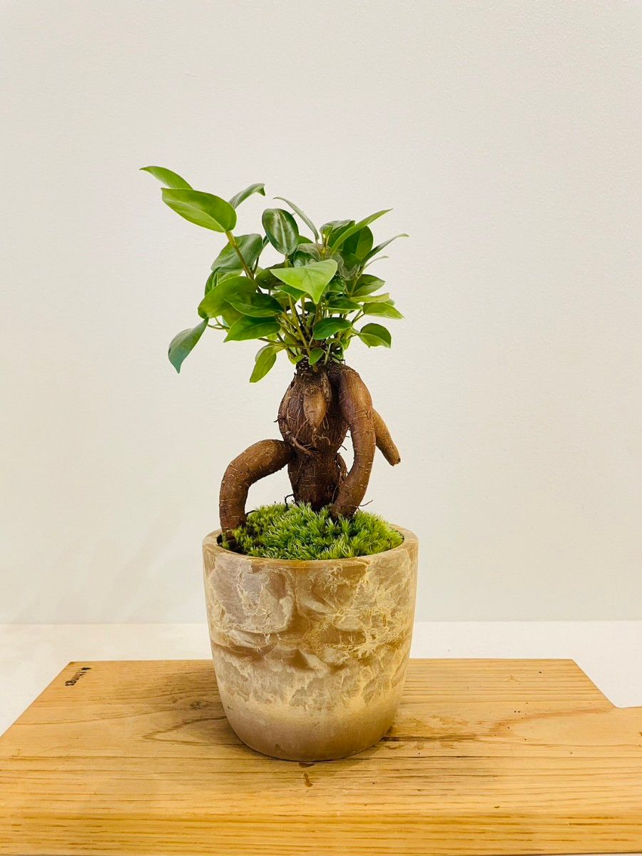 ガジュマルの苔盆栽　ホソバオキナゴケ