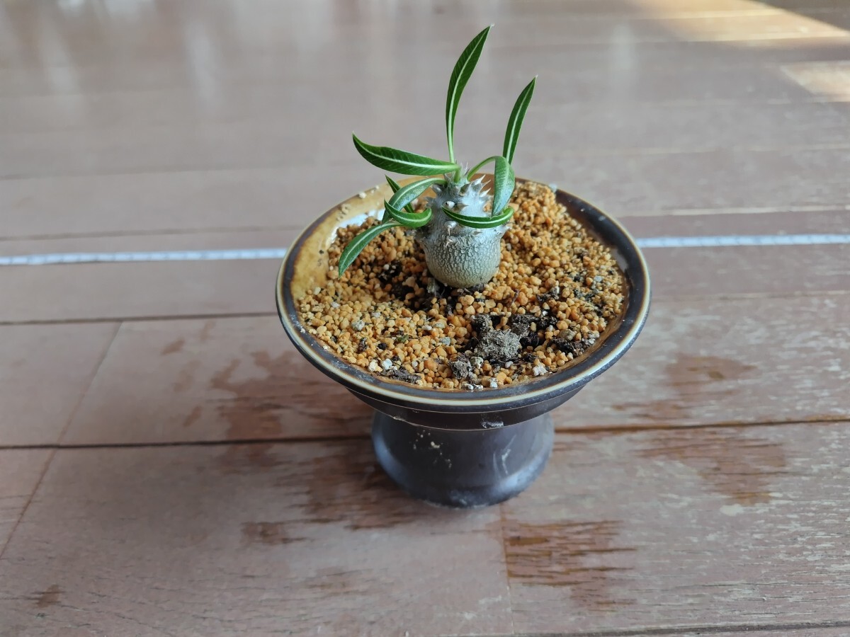 パキポディウム・ホロンベンセ 　Pachypodium horombense 実生株　 設楽焼陶器鉢植え　#塊根植物 #コーデックス_画像6