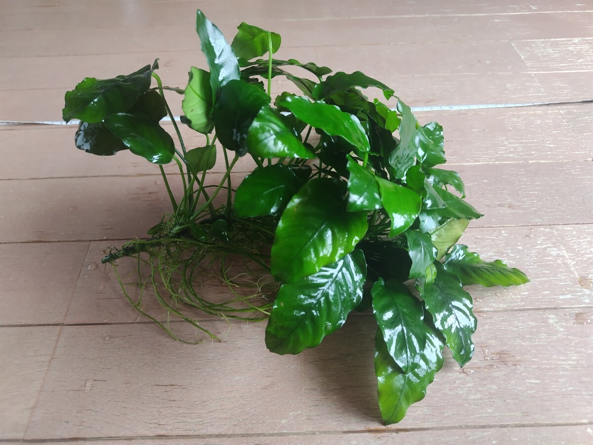 アヌビアス バルテリー Anubias barteri　特大株_画像10