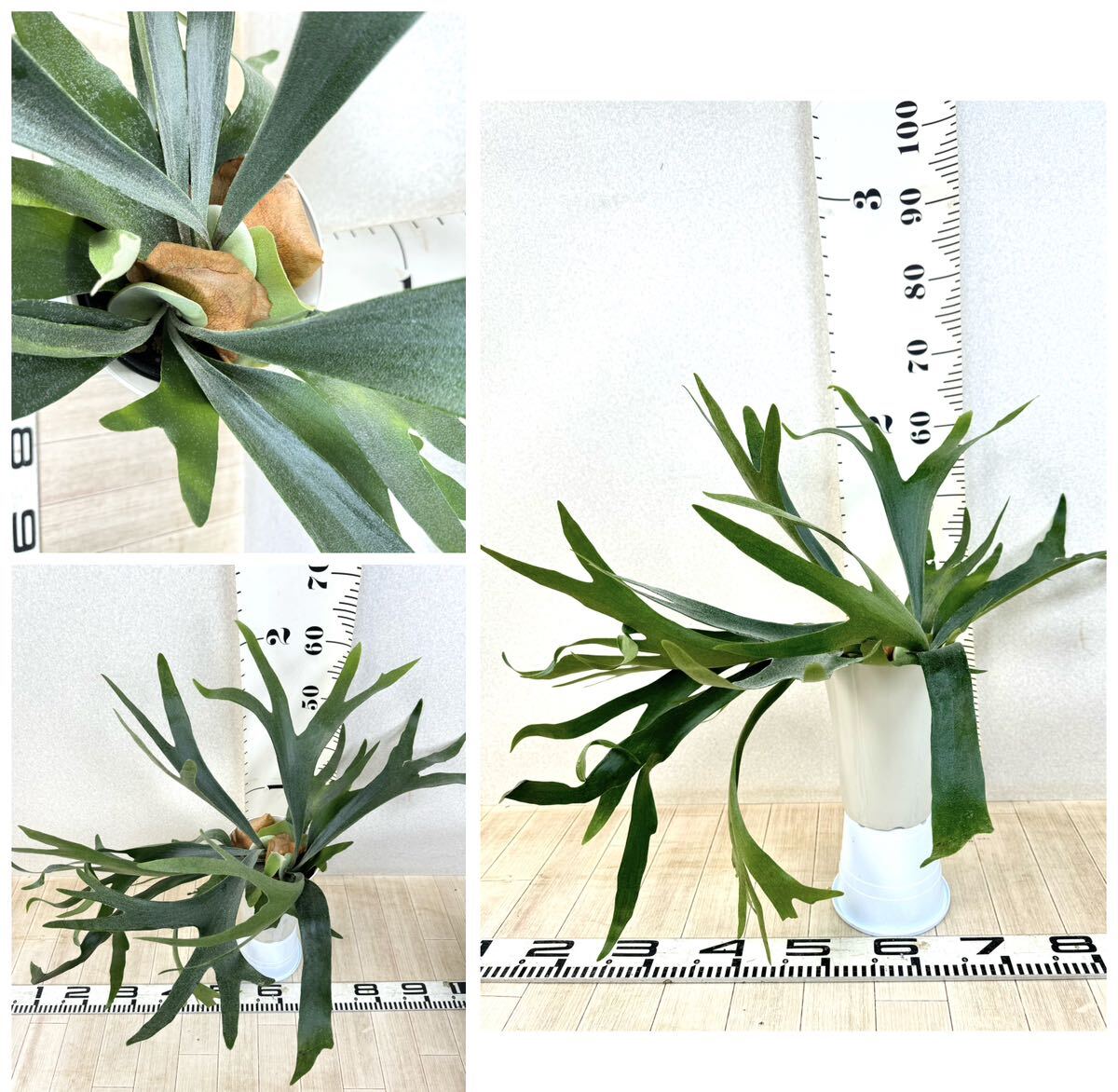 [ Platycerium * staghorn fern arusi connector ( large ) 5 number 5 stock set reality goods free shipping ]