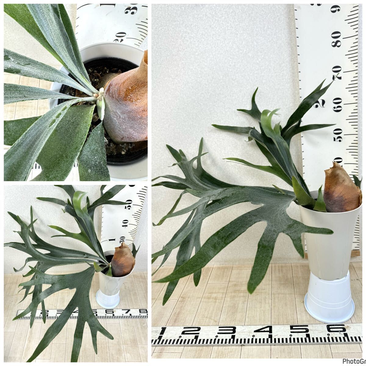 [ Platycerium * staghorn fern arusi connector ( large ) 5 number 5 stock set reality goods free shipping ]