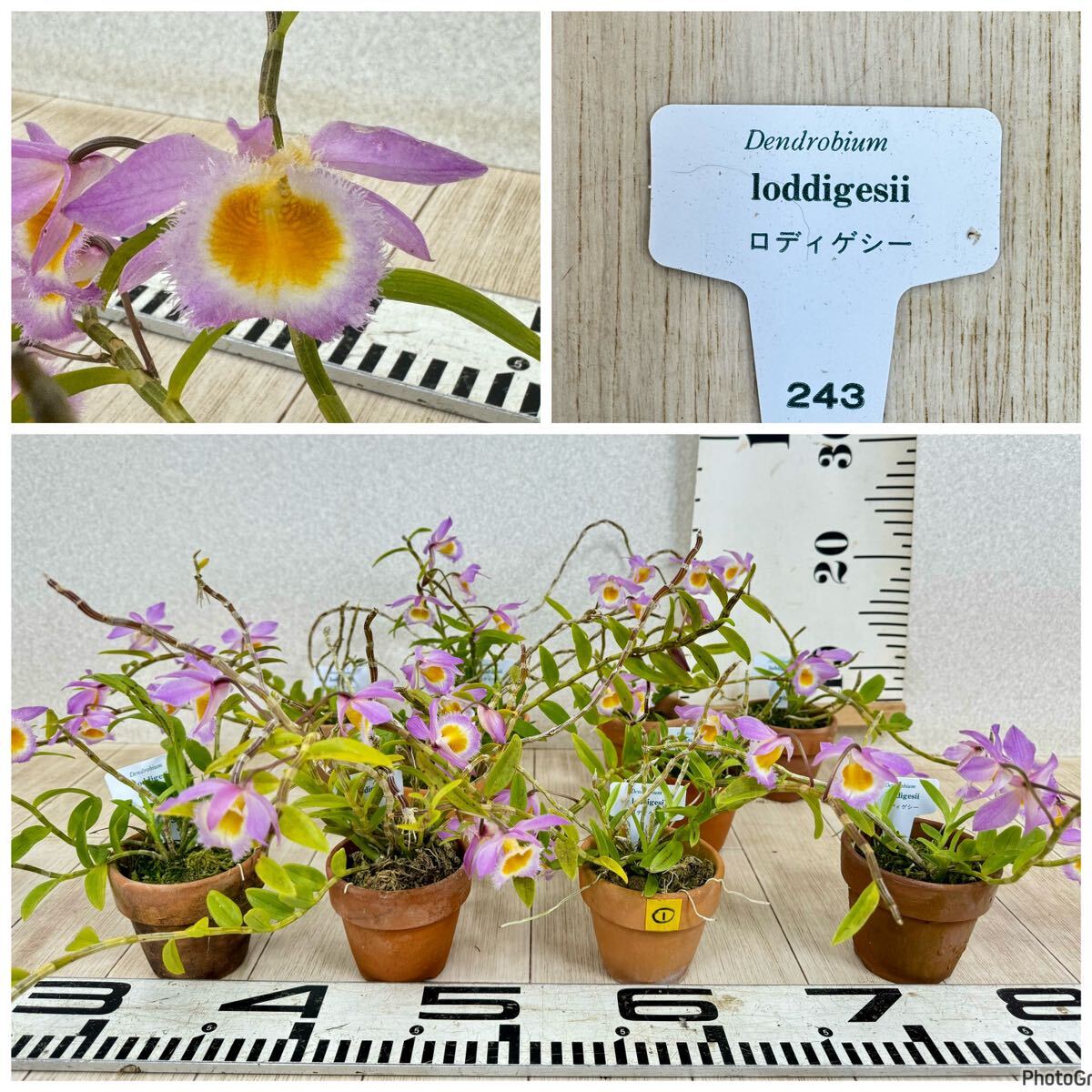 1.デンドロビウム・ロディゲシィ Dendrobium loddigesii 2.5号鉢 1.デンドロビウム・ロディゲシィ Dendrobium loddigesii 2.5号鉢