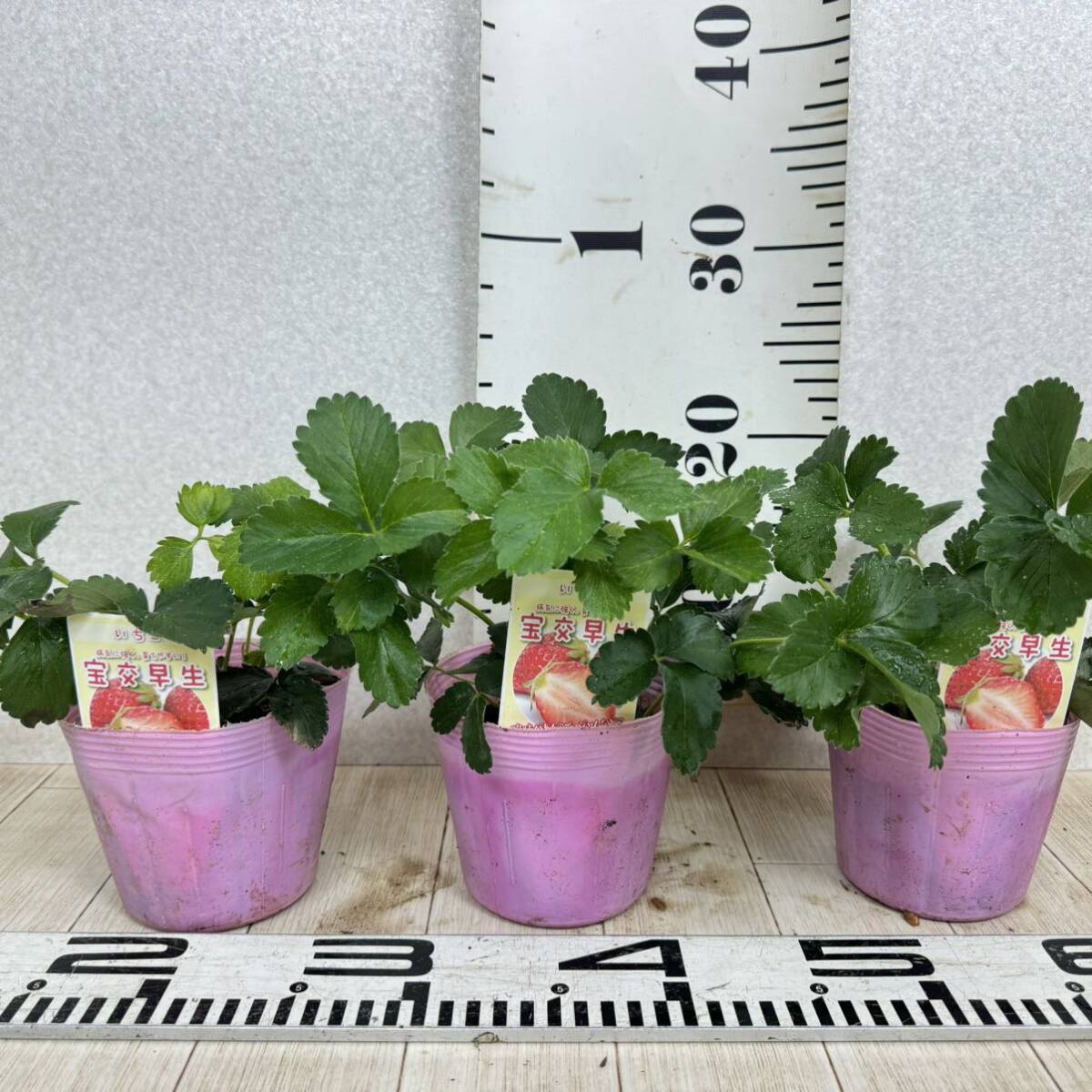 いちご苗(章姫×9・とちおとめ×3・宝交早生×3)15鉢セット 4号 いちご苗(章姫×9・とちおとめ×3・宝交早生×3)15鉢セット 4号