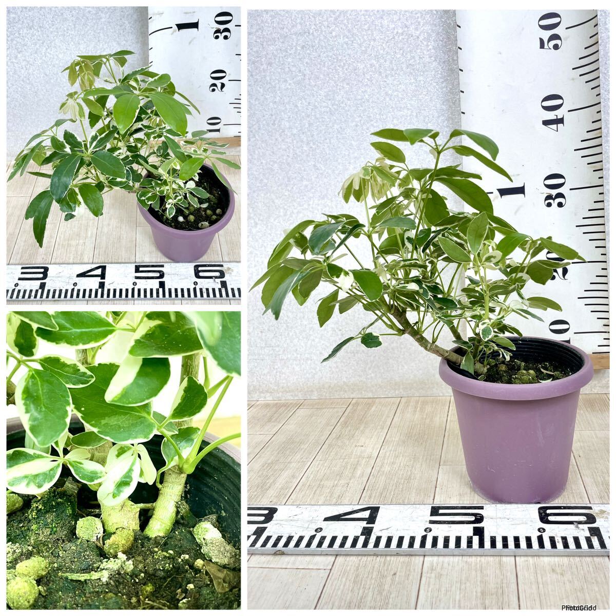 【シェフレラ・ムーンドロップ Schefflera arboricola Moondrop　6鉢セット　4.5号　現品　送料無料】_画像5