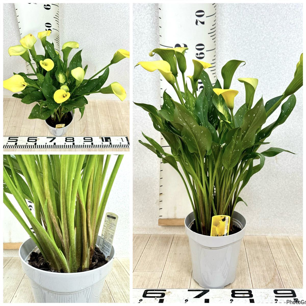 [ color pot yellow color 4 pot set 5 number reality goods . season for free shipping ]