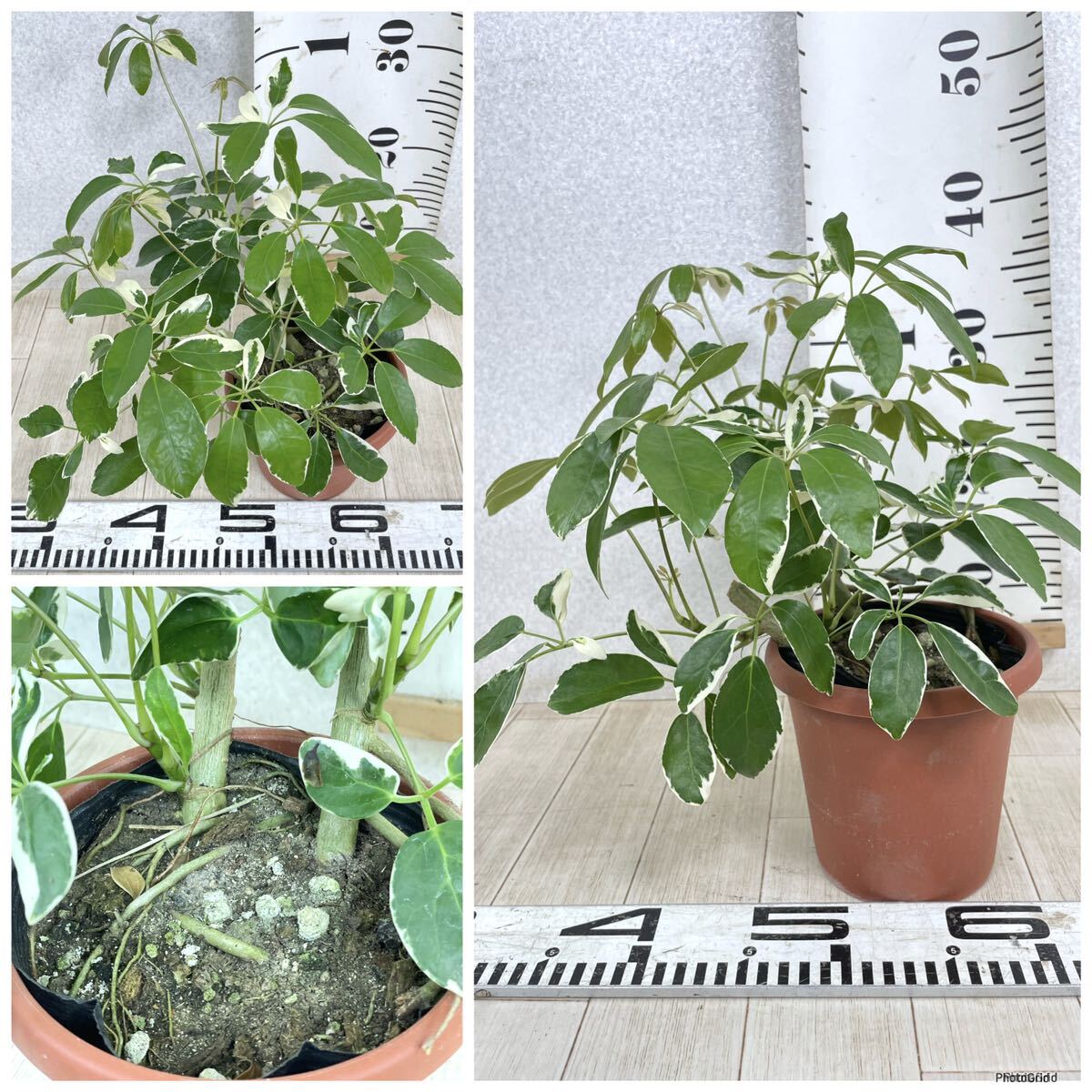 【シェフレラ・ムーンドロップ Schefflera arboricola Moondrop　6鉢セット　4.5号　現品　送料無料】