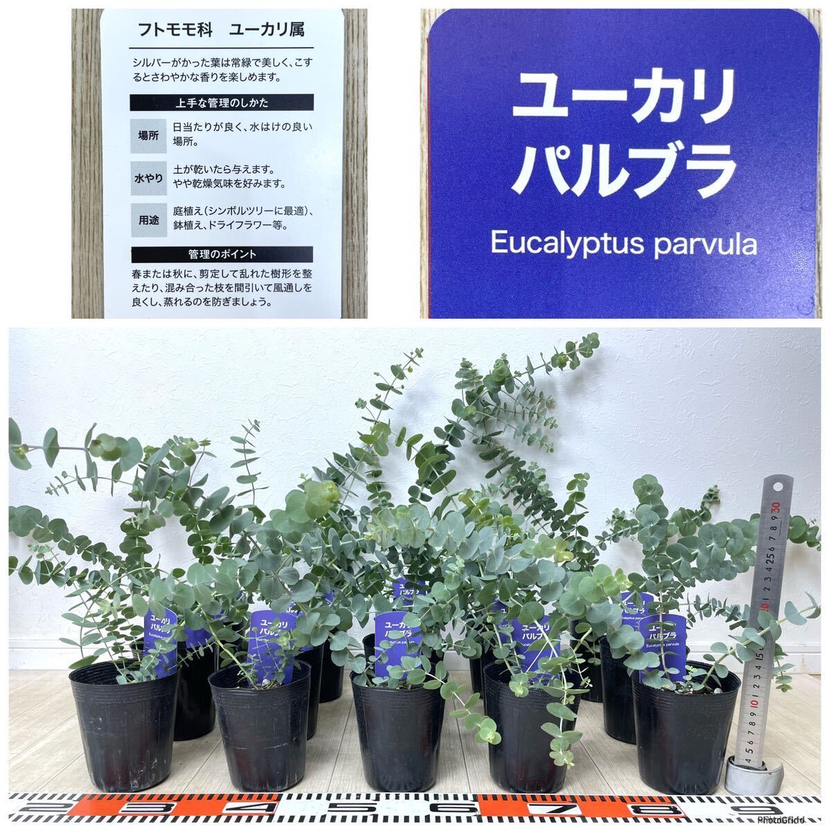 [ eucalyptus seedling Pal bla4 number 15 pot set reality goods free shipping ]