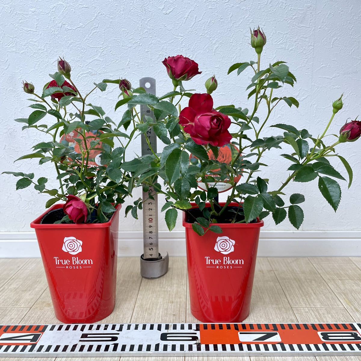 [ rose rose tu Roo Bloom red Captain regular goods 3.5 number 10 pot set large . winning goods kind reality goods free shipping ]