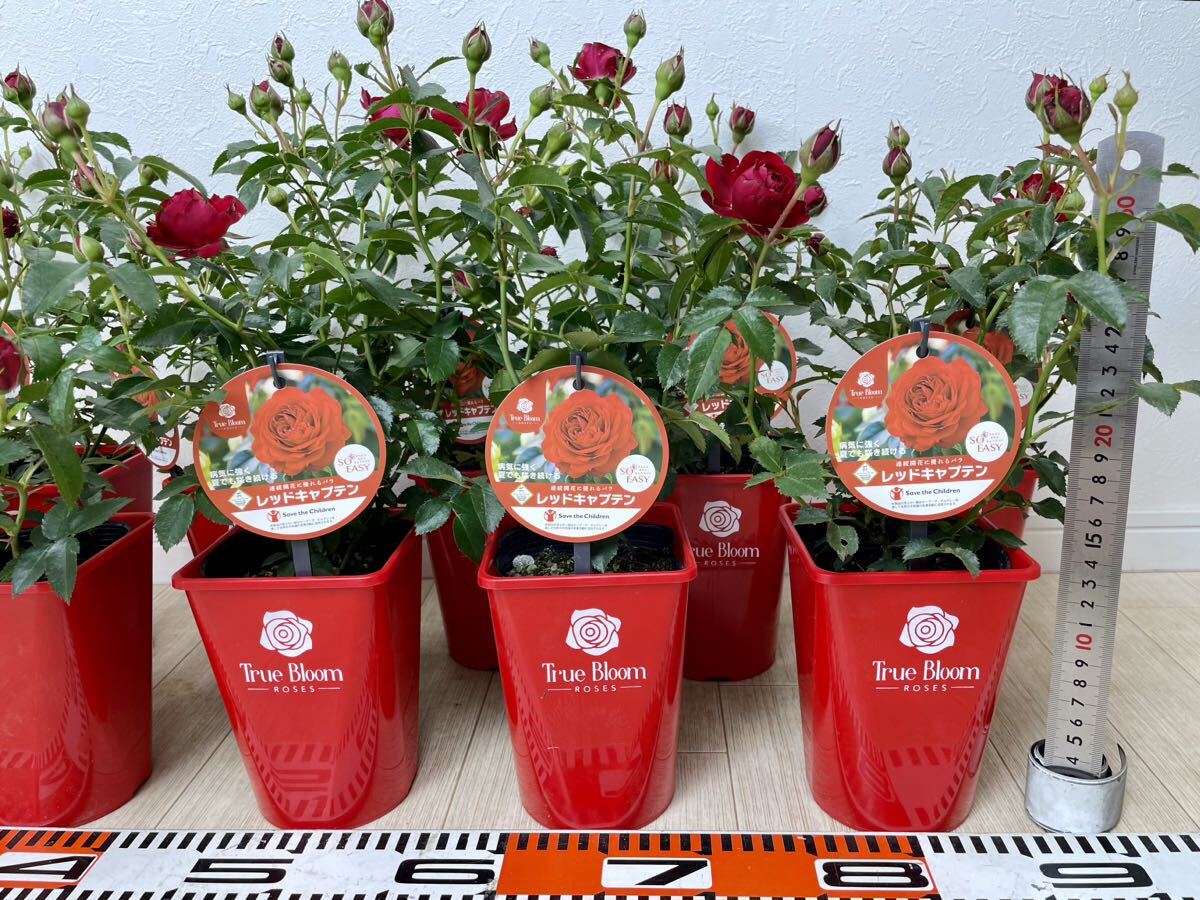 [ rose rose tu Roo Bloom red Captain regular goods 3.5 number 10 pot set large . winning goods kind reality goods free shipping ]