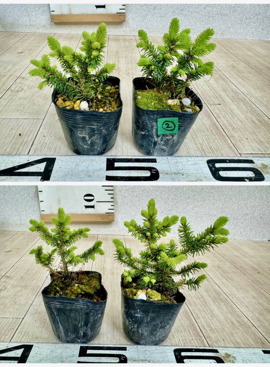 [2.ezomatsu seedling white ..... pine 2.5 number pot 20 pot set reality goods free shipping ]