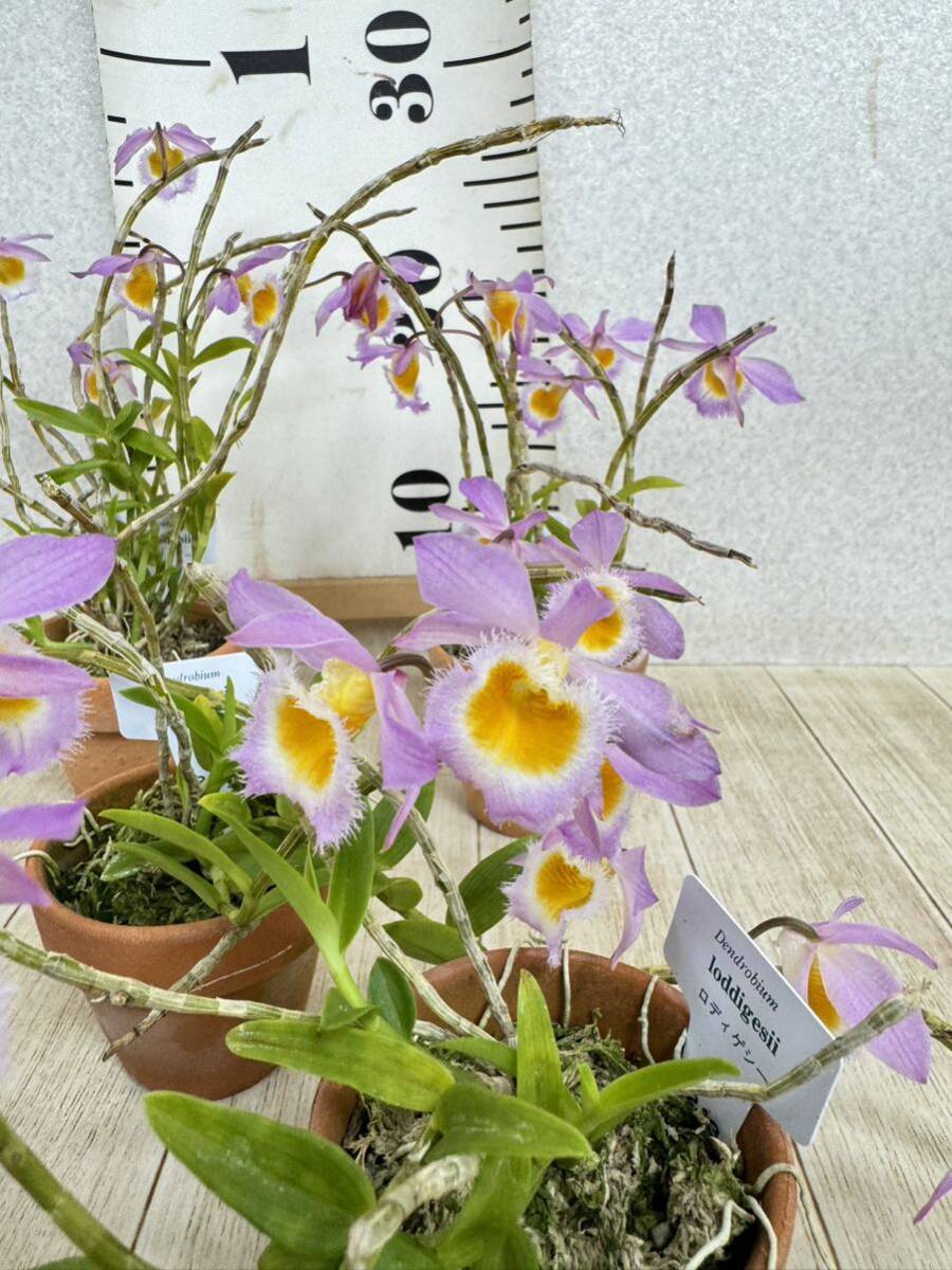 【2.デンドロビウム・ロディゲシィ Dendrobium loddigesii 2.5号鉢　9鉢セット　現品　送料無料】