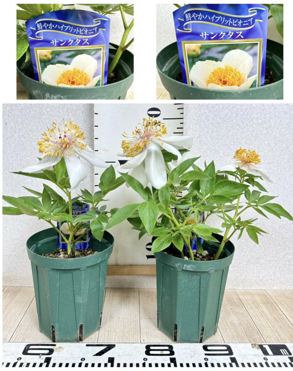 [4.. medicine paeonia lactiflora MIX 8 stock set 5 number reality goods sale free shipping ]
