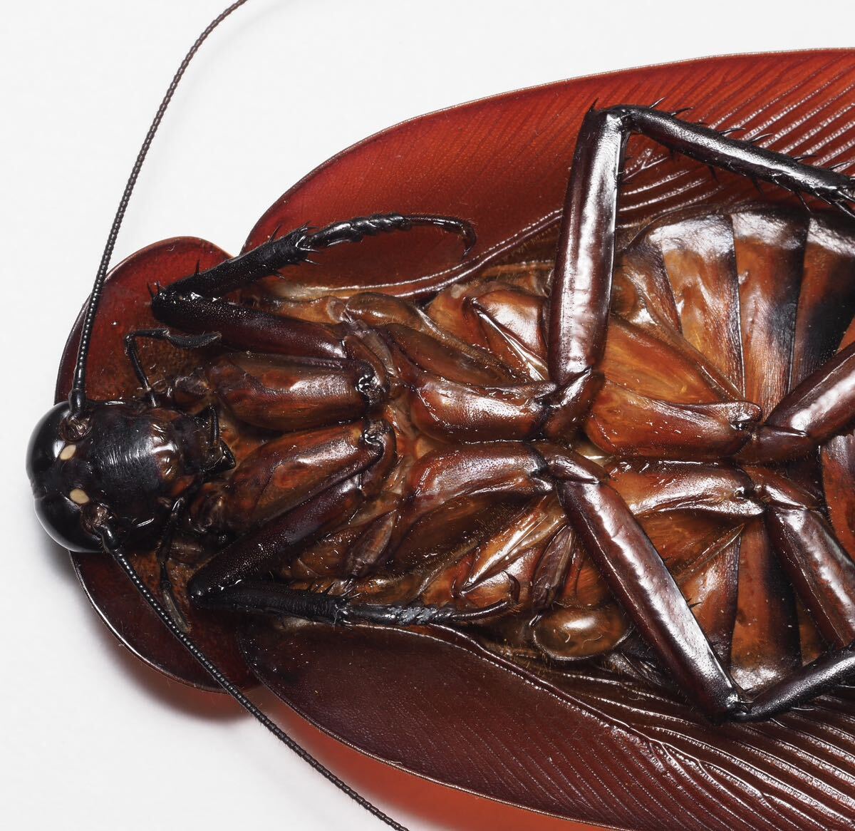  мир максимальный. таракан 92.1mm. большой особь наан Bay oo коричневый spring таракан Megaloblatta longipennispe Roo 