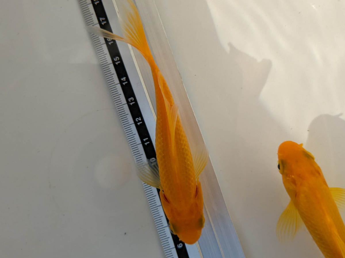 PURE金魚★ レモンコメット ３匹 人気の黄色いコメット 自家ブリード・提携養魚場より直送！！の画像3