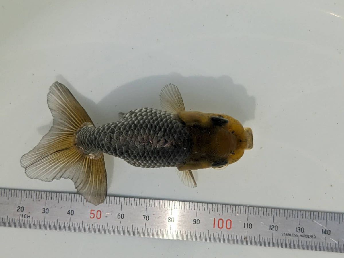 PURE金魚★国産 深見産 青らんちゅう 1匹 約９ｃｍ 人気の深見産らんちゅう！翔養魚場より直送の画像6