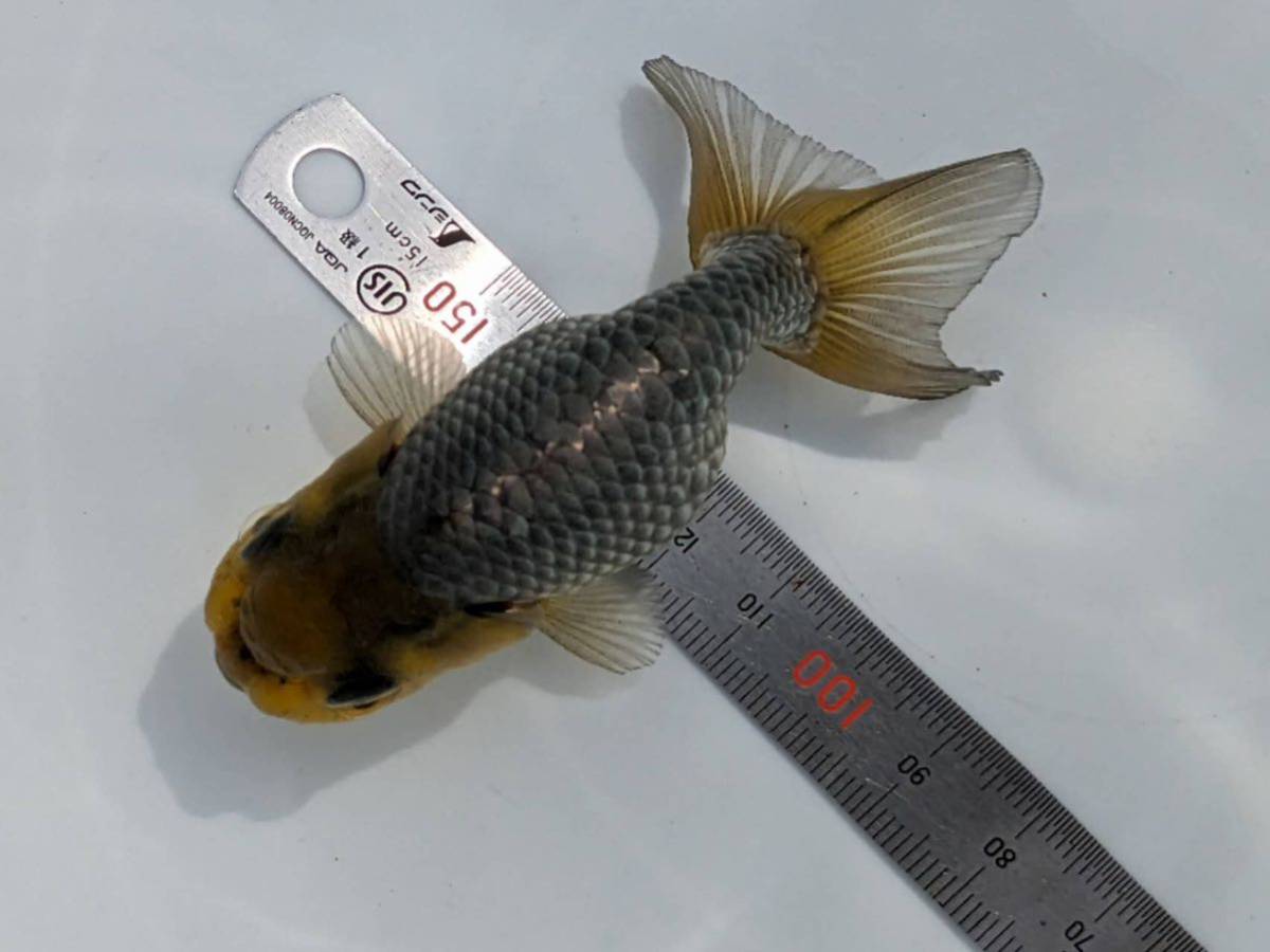 PURE金魚★国産　深見産　青らんちゅう　1匹　約９ｃｍ　人気の深見産らんちゅう！翔養魚場より直送_画像2