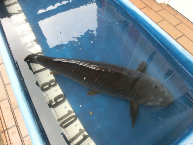 ... genuine common carp genuine common carp 85cm animation equipped 