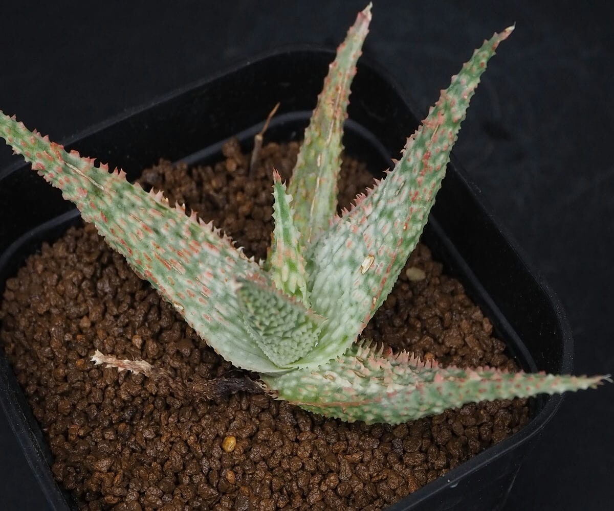 RR_斑入りのアロエハイブリッド/Aloe hybrid variegata/1株/株分け苗_画像8