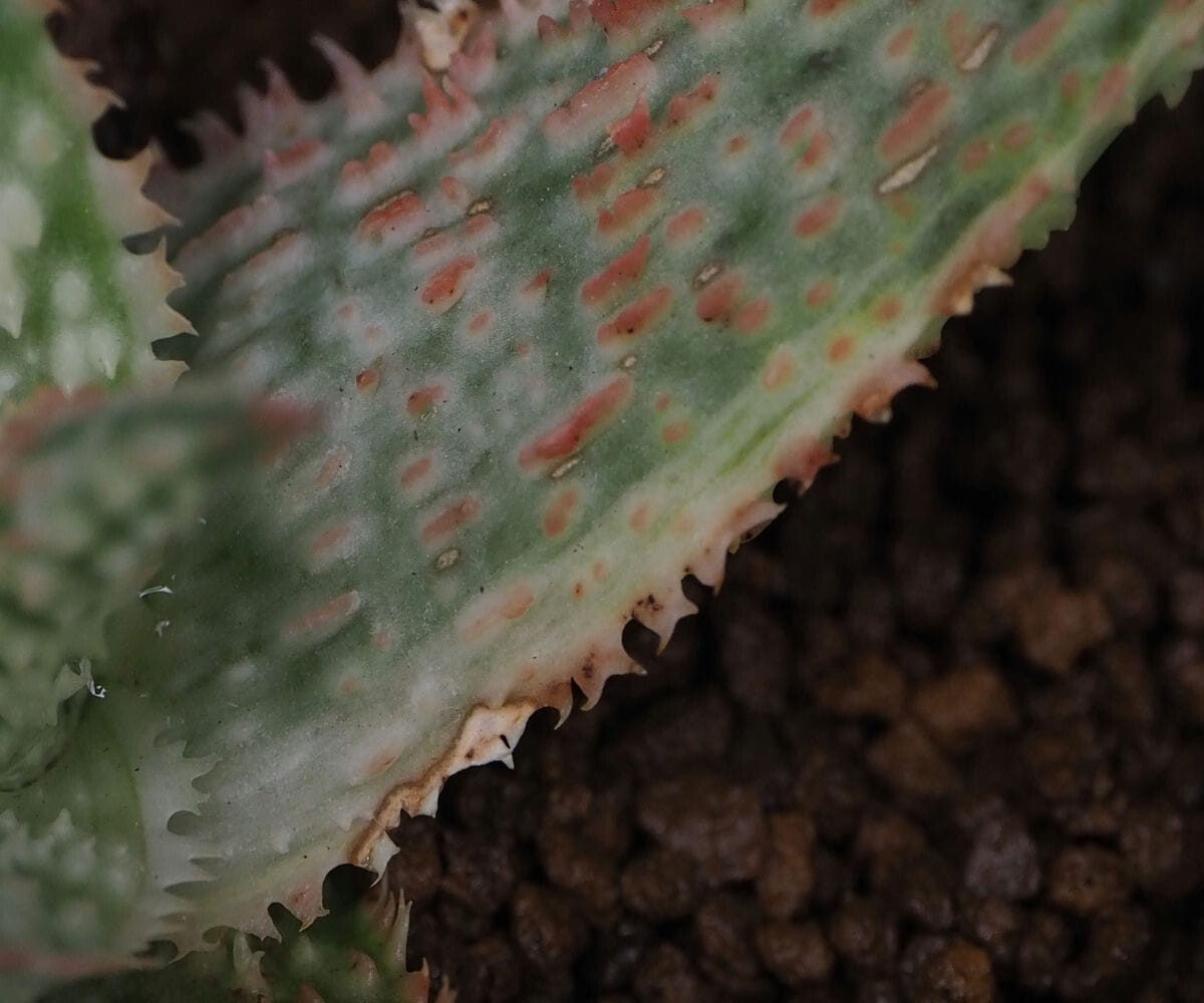 RR_斑入りのアロエハイブリッド/Aloe hybrid variegata/1株/株分け苗_画像3