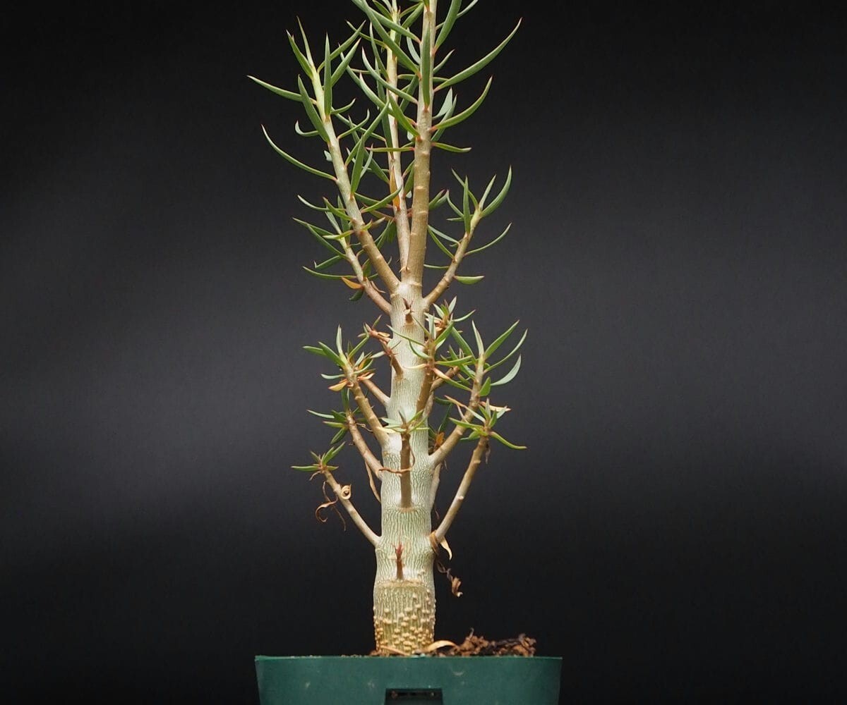 RR_ユーフォルビア・バルサミフェラ/Euphorbia balsamifera/1株/当園実生_画像1