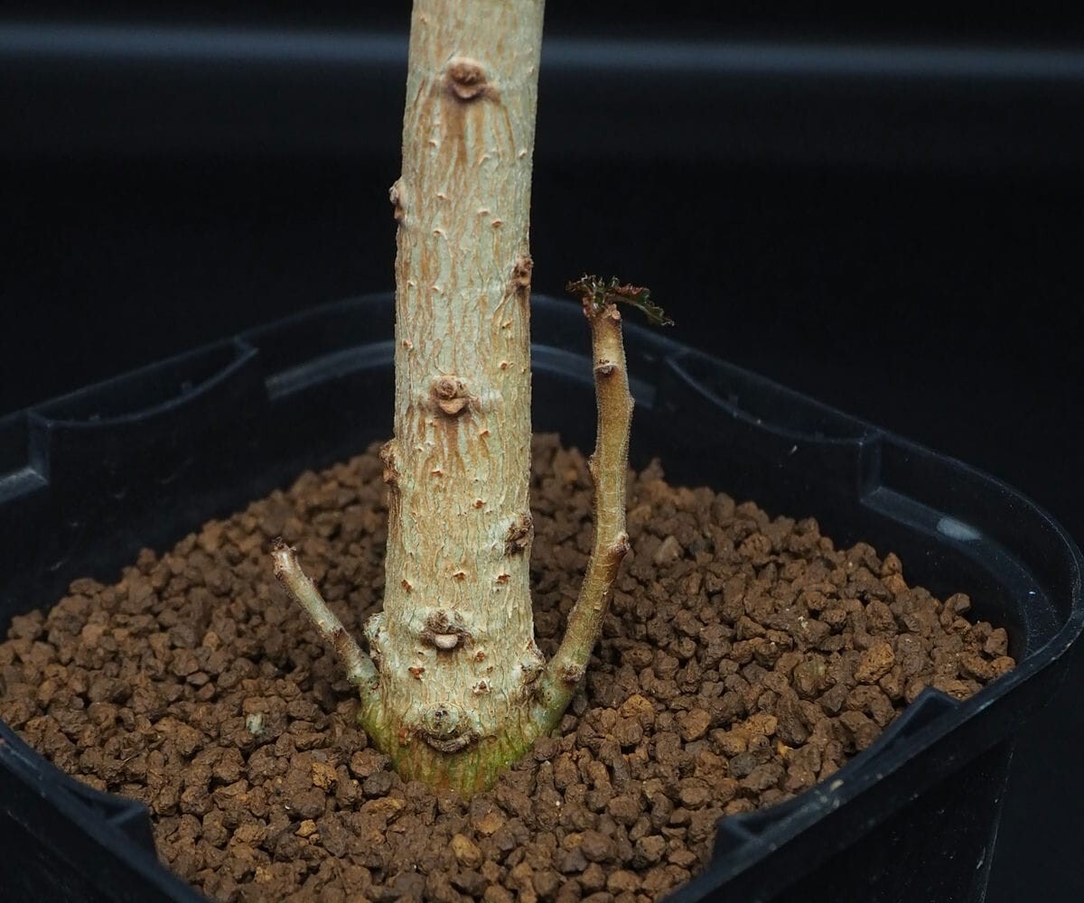 RR_ Boss we rear as pre nifo rear ×nana. distribution /Boswellia aspleniifolia hyb./1 stock / present . real raw seedling 