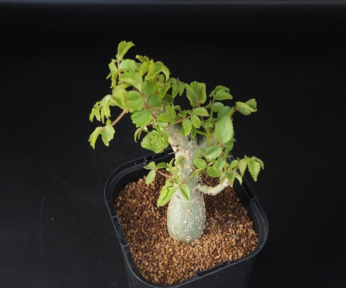 RR_作りこみ株　幹肌が翡翠色の希少種　コミフォラ パオリィ/Commiphora paolii/1株/当園実生苗_画像4